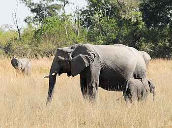 Shinde Footsteps: Elefanten Shinde Footsteps: Elefanten