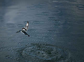 Sindabezi Island Camp: Ein Kingfisher über dem Wasser