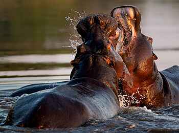 Singita Boulders Lodge: Nilpferde
