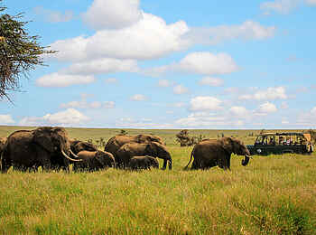 Sirikoi: Elefantensichtung bei einer Pirschfahrt