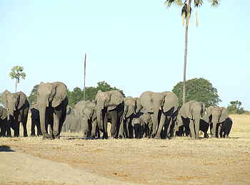 The Hide: Elefantenherde auf dem Vlei The Hide: Elefantenherde auf dem Vlei