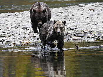 Tweedsmuir Park Lodge: Grizzlys am Fluss
