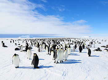 Whichaway Camp: Besuch einer Pinguin Kolonie