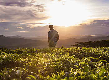 Aberfoyle Lodge: Sonnenuntergang über einem Tee-Feld Aberfoyle Lodge: Sonnenuntergang über einem Tee-Feld