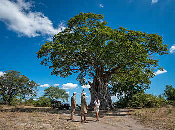 Kuthengo Camp: Baobab Kuthengo Camp: Baobab