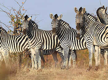 Robins Camp: Zebras Robins Camp: Zebras
