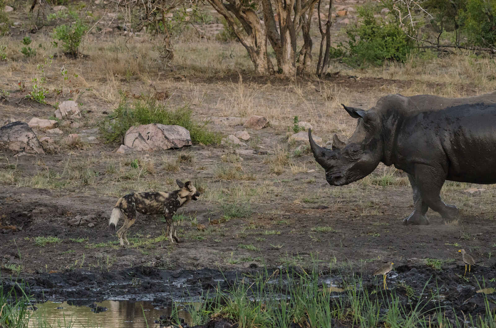 Sabi Sabi Earth Lodge: Wer gewinnt? Sabi Sabi Earth Lodge: Wer gewinnt?