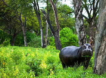 Selinda Explorers Camp: Grasendes Nilpferd Selinda Explorers Camp: Grasendes Nilpferd