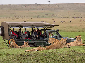Sentinel Mara Camp: Löwen