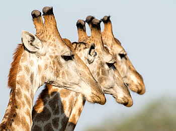 Singita Pamushana Lodge: Giraffenköpfe
