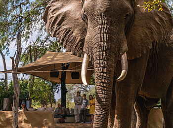 Time + Tide Chongwe Camp: Elefant zu Besuch