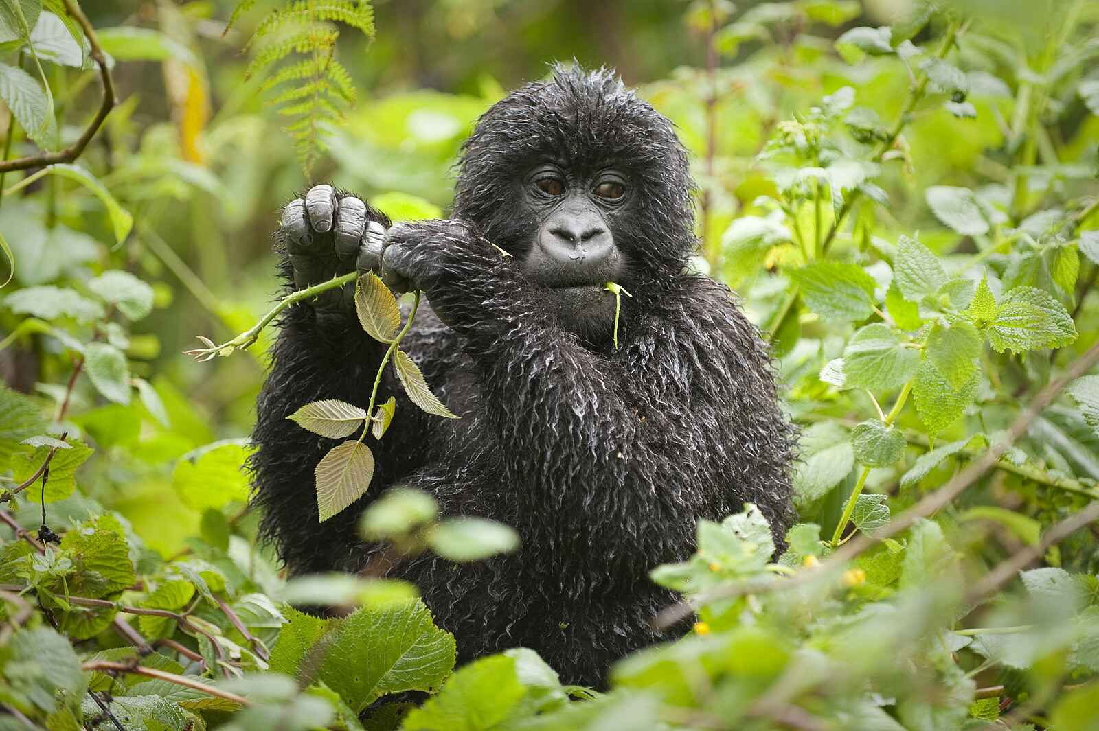 Volcanoes Virunga Lodge: Nassgeregnetes Gorilla-Kind Volcanoes Virunga Lodge: Nassgeregnetes Gorilla-Kind