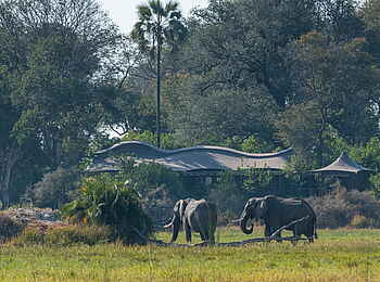 Xigera Safari Lodge: Elefanten vor der Lodge Xigera Safari Lodge: Elefanten vor der Lodge