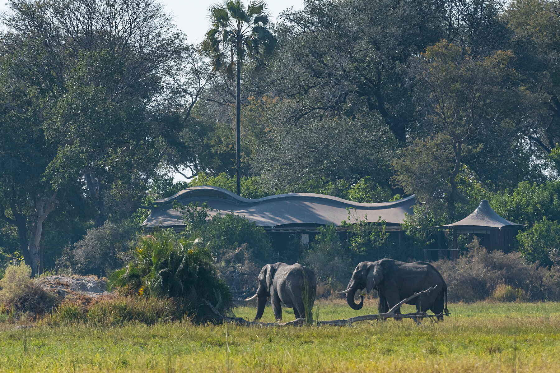 Xigera Safari Lodge: Elefanten vor der Lodge
