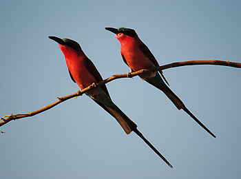 Changa Safari Camp: Zwei Kaminspinte Changa Safari Camp: Zwei Kaminspinte