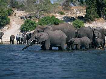 Chobe Game Lodge: Elefanten