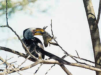 Edo's Camp: Greifvogel mit Beute Edo's Camp: Greifvogel mit Beute