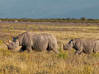 Etosha Mountain Lodge: Nashörner 