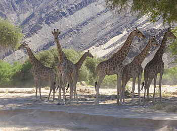 Fort Sesfontein: Eine Gruppe Giraffen im Schatten eines Baumes