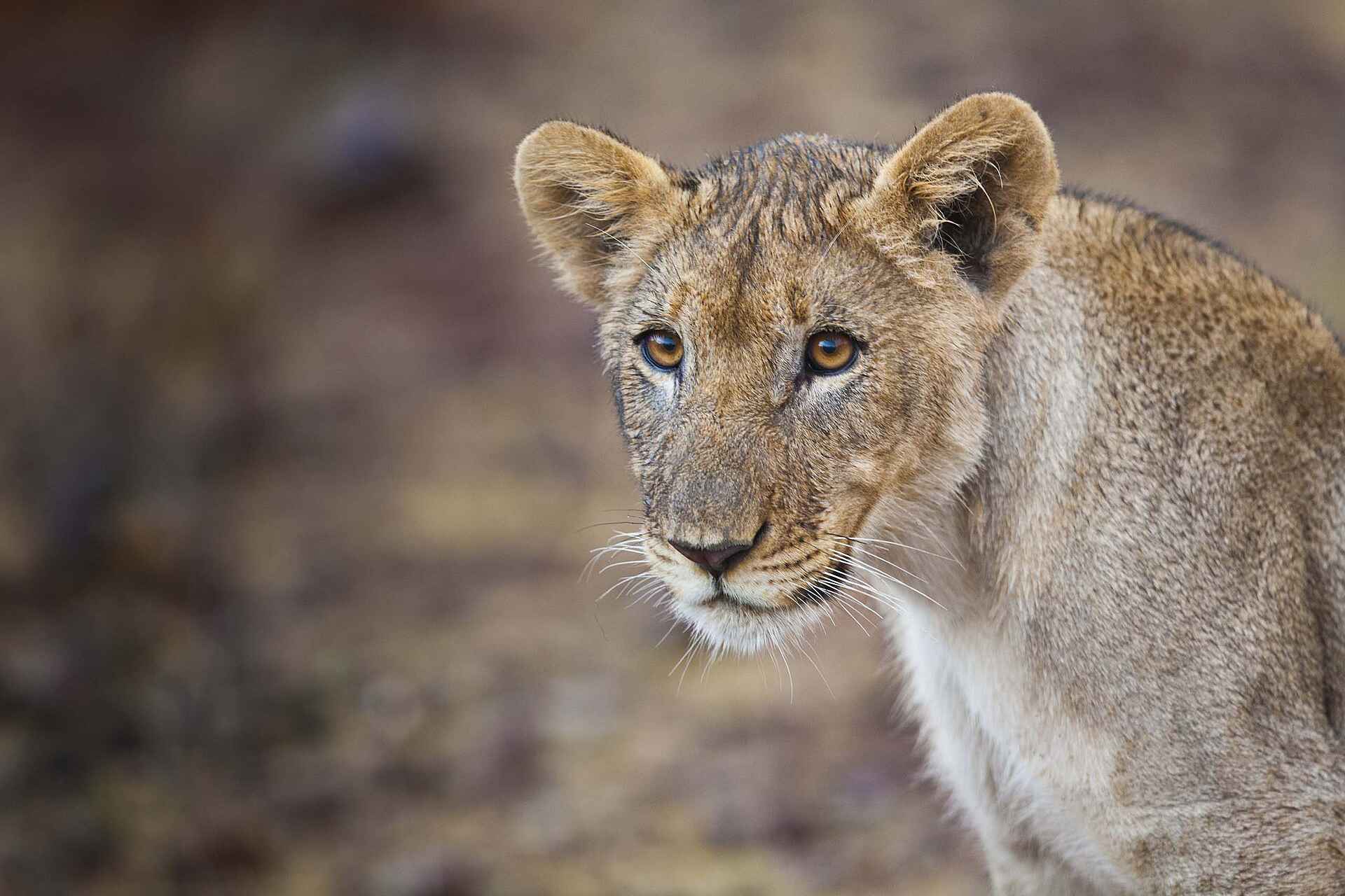 Grootberg Lodge: Löwenportrait Game, Grootberg Lodge, Landschaft, Tiere, Wild, Wildbeobachtung, Löwin, afrikarma, afrikarma Safaris, afrikarma.de