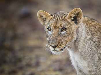 Grootberg Lodge: Löwenportrait