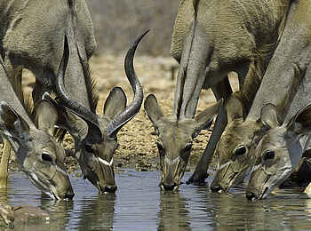 Horizon by Ongava: Kudus beim trinken