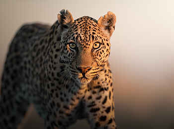 Ila Safari Lodge: Ein Leopard