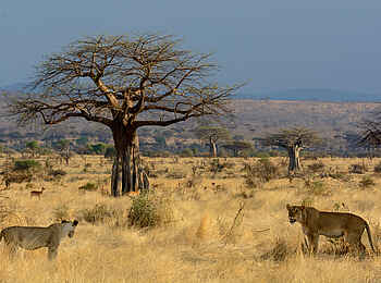 Jabali Ridge Camp: Löwen vor einem Baobab Baum Jabali Ridge Camp: Löwen vor einem Baobab Baum