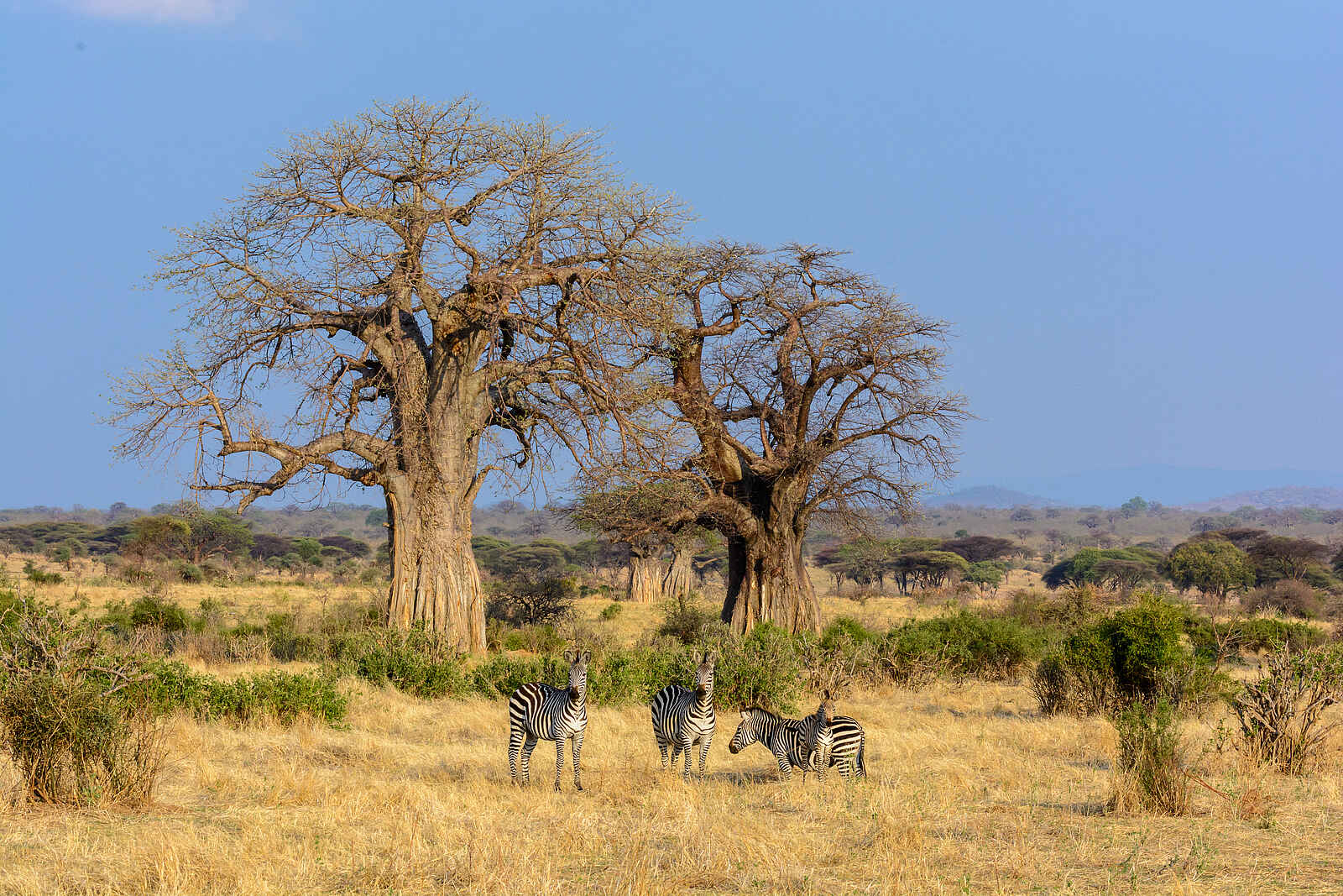 Jabali Ridge Camp: Zebras im Kontrast zur typischen Vegetation Jabali Ridge Camp: Zebras im Kontrast zur typischen Vegetation