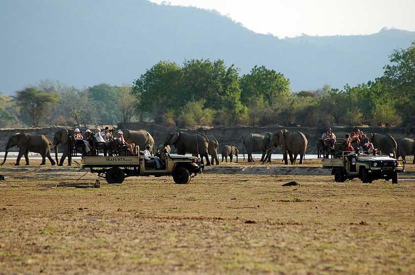 Kafunta River Lodge: Elefantenherde Kafunta River Lodge: Elefantenherde