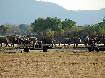 Kafunta River Lodge: Elefantenherde