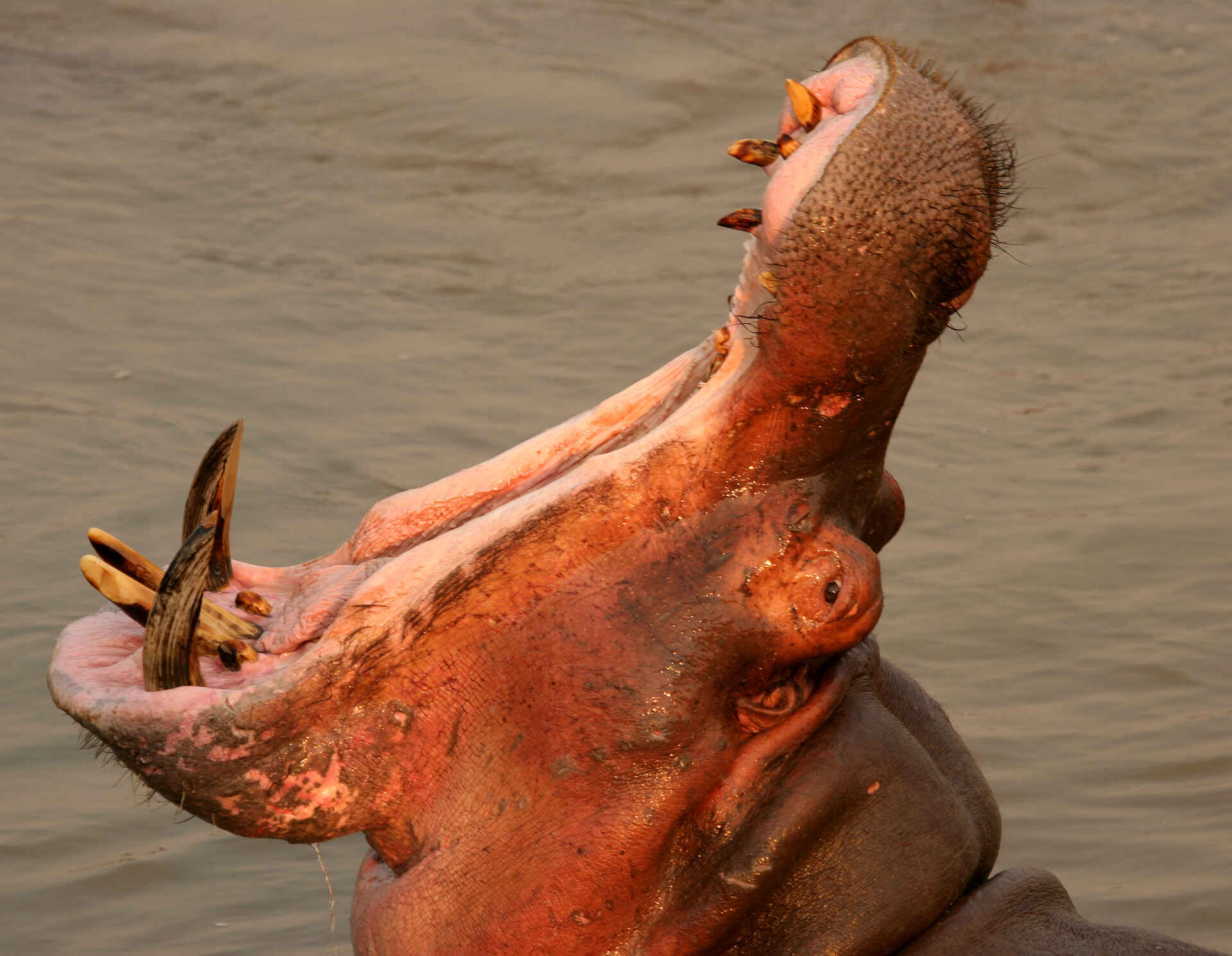 Kaingo Hippo Hide: Gähnendes Flusspferd Kaingo Hippo Hide: Gähnendes Flusspferd