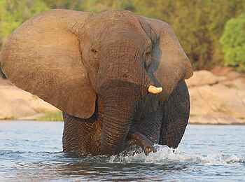 KaingU Safari Lodge: Elefant im Kafue River