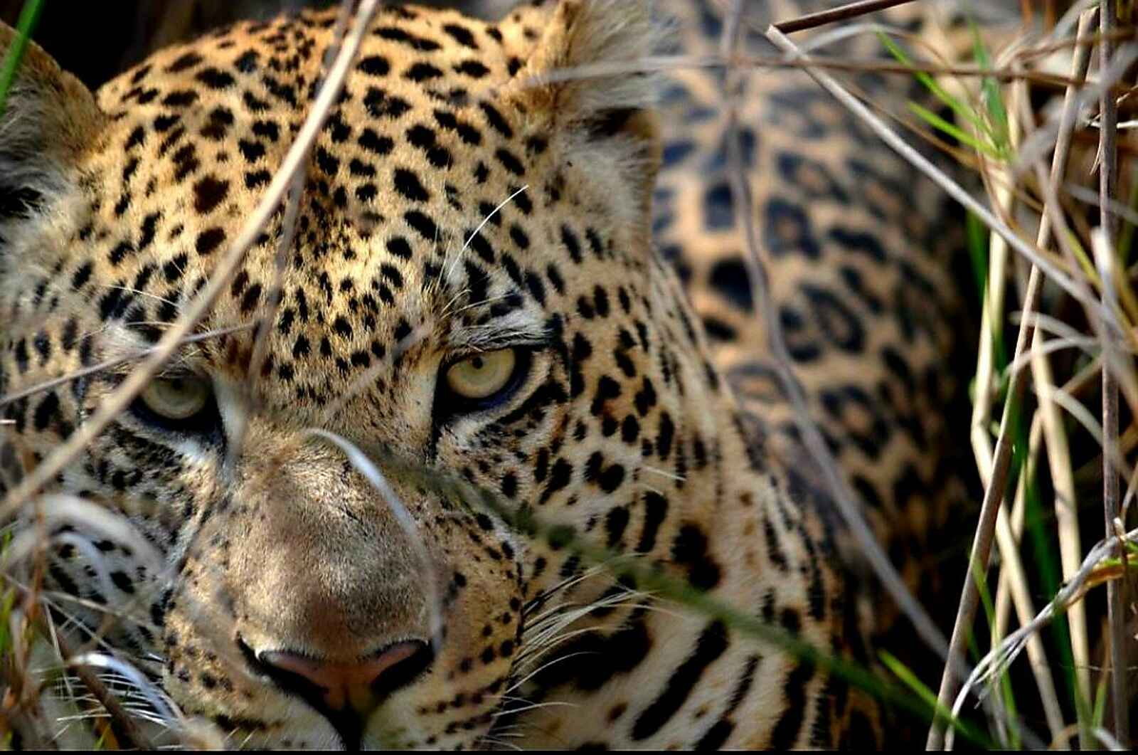 Khwai Expeditions Camp: Leopard Khwai Expeditions Camp: Leopard