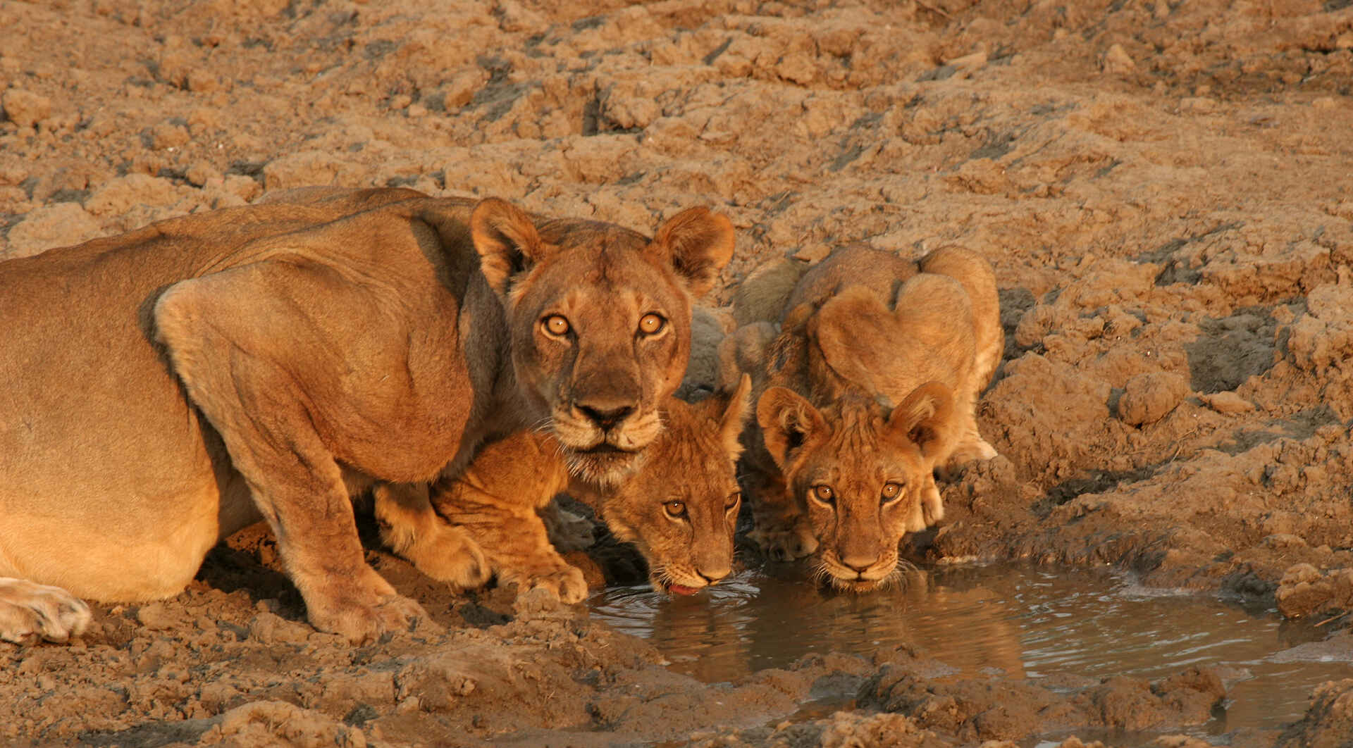 Last Waterhole Hide: Löwinnen Last Waterhole Hide: Löwinnen
