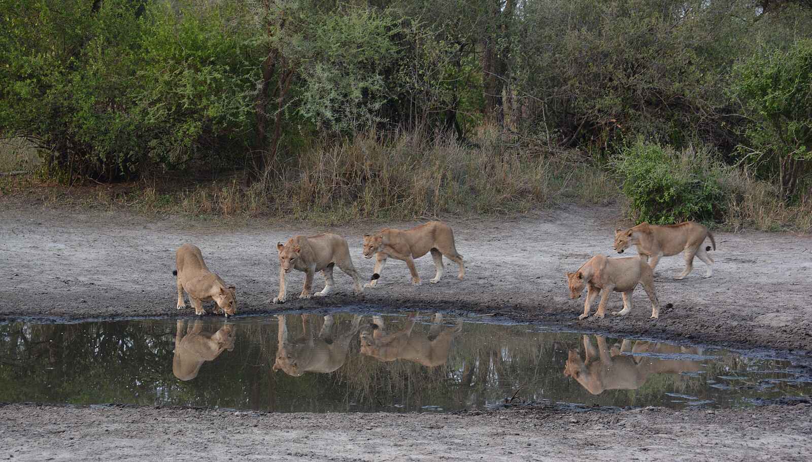 Little Chem Chem: Löwen am Wasserloch Little Chem Chem: Löwen am Wasserloch