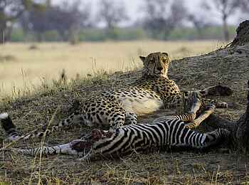 Little Makalolo Camp: Gepard neben seinem Zebrariss Little Makalolo Camp: Gepard neben seinem Zebrariss