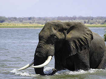 Little Ruckomechi Camp: Badender Elefant