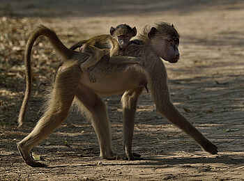 Mt Gorongosa Community Camp: Pavian mit Baby Mt Gorongosa Community Camp: Pavian mit Baby