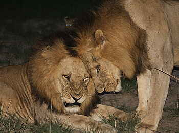 Mukambi Fig Tree Bush Camp: Zwei Löwen