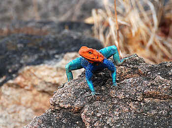 Mwagusi Safari Camp: Flat-headed Rock Agama