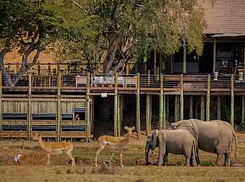 Puku Ridge Camp: Tiere vor dem Camp Puku Ridge Camp: Tiere vor dem Camp