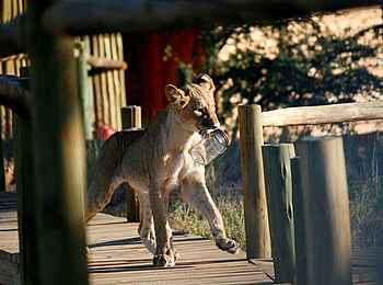 Rooiputs Lodge: Löwenjunges auf einer Terrasse der Lodge