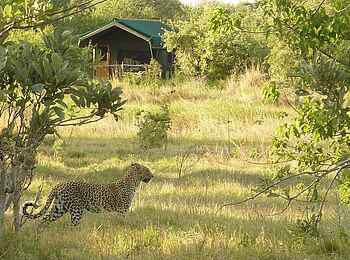 Sango Safari Camp: Leopard