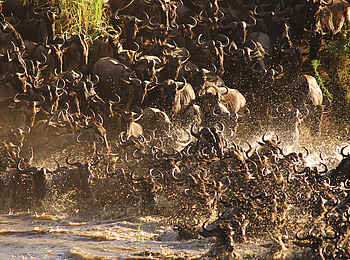 Sayari Camp: Gnus überqueren den Mara Sayari Camp: Gnus überqueren den Mara