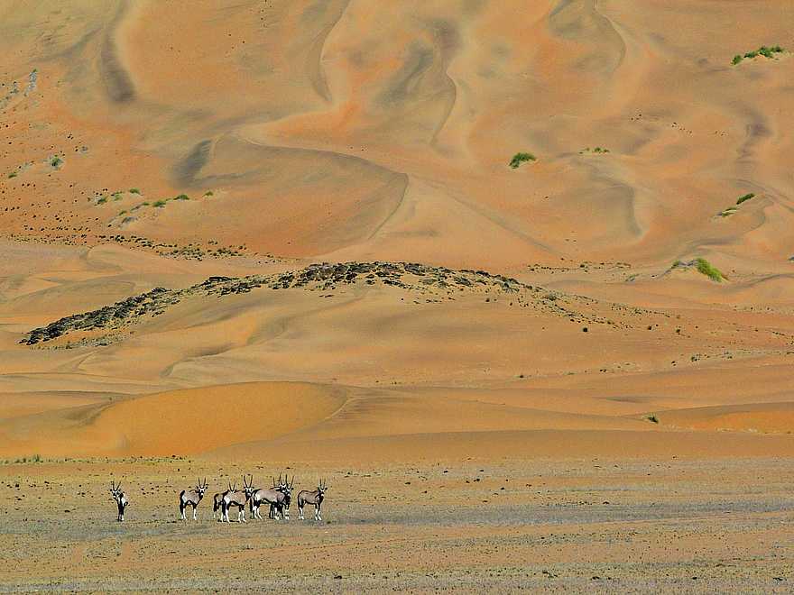 Serra Cafema: Oryx vor Dünen Serra Cafema: Oryx vor Dünen
