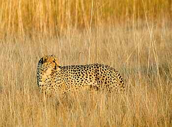 Shumba Camp: Gepard im Gras Shumba Camp: Gepard im Gras