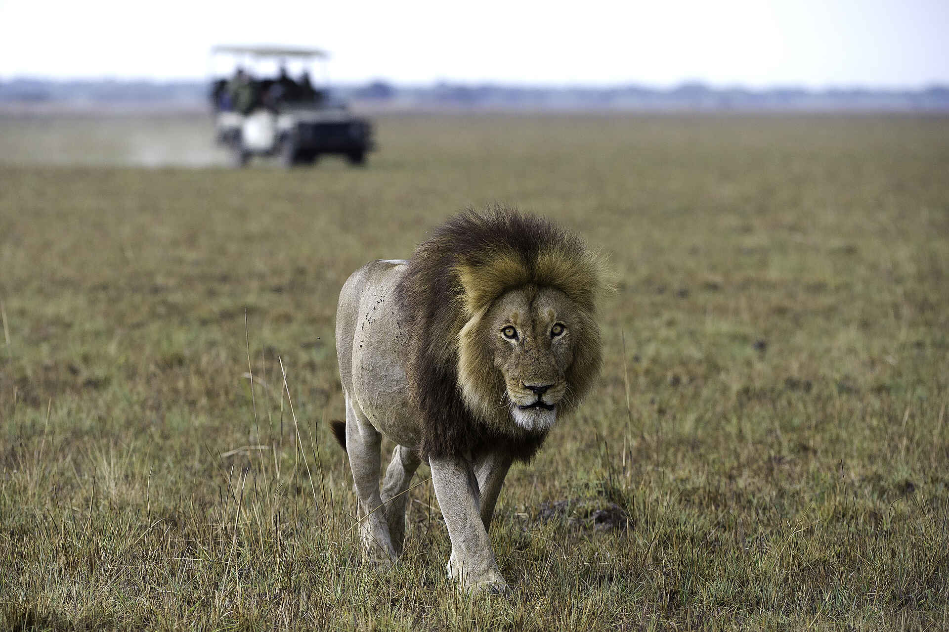 Busanga Plains, Kafue National Park, Schwemmebenen, Busanga-Ebenen, Fauna, Flood Plains, Heißluftballon, Kafue Nationalpark, Safari, Shumba Camp, Wilderness Safaris, Großkatze, Löwe, Löwen, Pirschfahrt, Raubtier, Shumba, Abend, Abendstimmung, Atmosphäre, Lichter, Lodge, Romantik, Stimmung