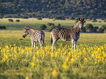 Sindile Luxury Tented Camp: Zwei Zebras Sindile Luxury Tented Camp: Zwei Zebras
