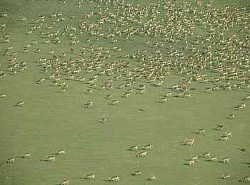 Wasa Lodge: Pukuherde